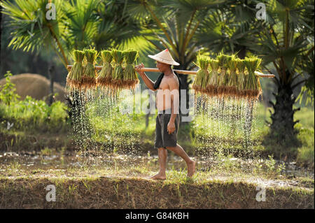Mann trägt Reispflanzen, Thailand Stockfoto