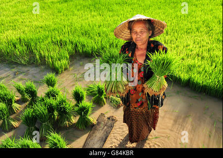 Frau mit Reispflanzen in Reisfeld, Thailand Stockfoto