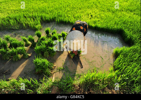 Frau, die Reispflanzen in Reisfeld, Thailand Stockfoto