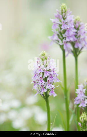 Dactylorhiza maculata. Heide Orchideen in der RHS Harlow Carr Alpine House beschmutzt. Harrogate, Großbritannien Stockfoto