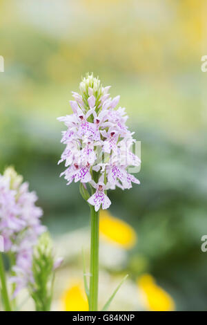 Dactylorhiza maculata. Heide Orchideen in der RHS Harlow Carr Alpine House beschmutzt. Harrogate, Großbritannien Stockfoto