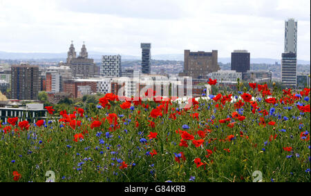 Tausende von Wildblumen wurden in "Wild Streets" gepflanzt, um an den Abriss eines der am dichtesten besiedelten Arbeiterviertel Großbritanniens, des Everton Park, Liverpool, zu erinnern, während die Kampagne "Grow Wild" Menschen und Gemeinden zusammenbringt, um einheimische Blumen in Großbritannien zu säen, anzubauen und zu unterstützen. Stockfoto