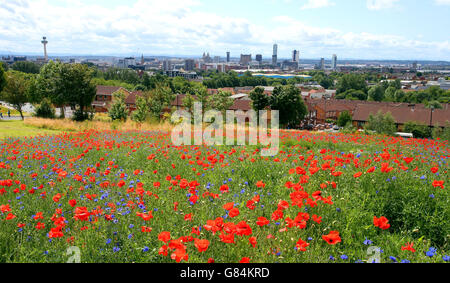 Tausende von Wildblumen wurden in "Wild Streets" gepflanzt, um an den Abriss eines der am dichtesten besiedelten Arbeiterviertel Großbritanniens, des Everton Park, Liverpool, zu erinnern, während die Kampagne "Grow Wild" Menschen und Gemeinden zusammenbringt, um einheimische Blumen in Großbritannien zu säen, anzubauen und zu unterstützen. Stockfoto