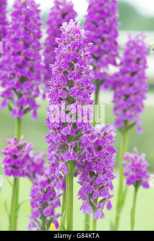 Dactylorhiza maculata. Heide Orchideen in der RHS Harlow Carr Alpine House beschmutzt. Harrogate, Großbritannien Stockfoto