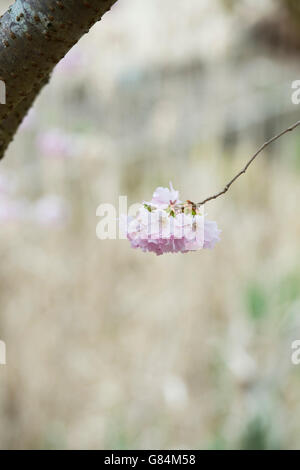 Prunus prämiert. Kirsche Auszeichnung Baum Blüte im Frühjahr Stockfoto