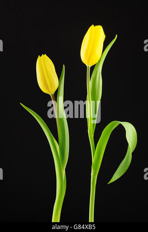 Seitenansicht der zwei gelbe Tulpen mit diffusem Licht auf dunklem Hintergrund hautnah. Stockfoto