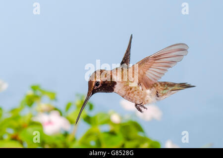 Männliche Schwarze, daß Kolibri Archilochus alexandri im Flug eingefroren Stockfoto