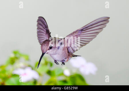 Frau Schwarz, daß Kolibri Archilochus alexandri im Flug eingefroren Stockfoto