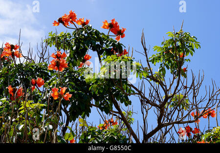 Nahaufnahme von einem afrikanischen Tulpenbaum vor dem blauen Himmel Stockfoto