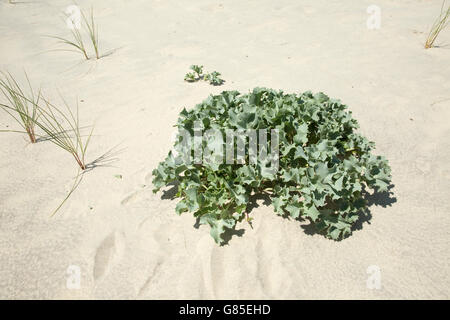 Meer-Holly und Dünengebieten Grass recolonising Sanddünen Düne von Pyla Südfrankreich Stockfoto
