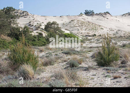 Pinien und Dünengebieten Grass recolonising Sanddünen Düne von Pyla Südfrankreich Stockfoto