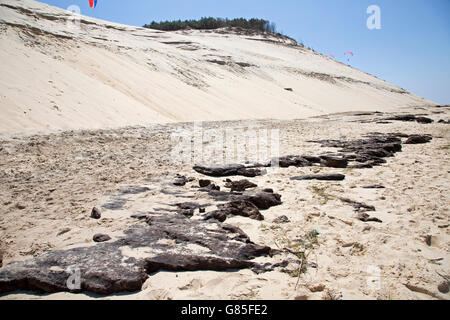 Bleibt toter Bäume am Sandstrand mit Toten Pinien im Hintergrund Südfrankreich durch große Düne von Pyla begraben Stockfoto