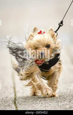 Tilly der dreijährige Yorkshire Terrier wird in Porthcawl, Südwales, vom Wind geblasen, wo starke Winde Großbritannien schlagen. Stockfoto