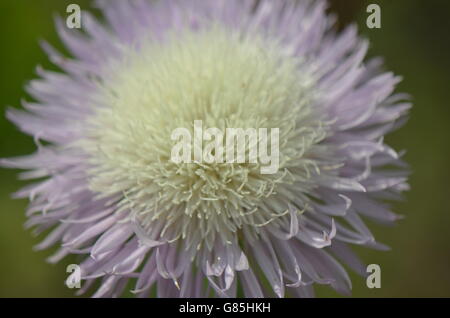 Amerikanische Korb Blume (Centaurea Americana) in voller Blüte Stockfoto