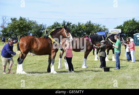 Shire Horses bereitet sich auf die Beurteilung bei der Essex Heavy Horse Show im Orsett Showground, Essex, vor. DRÜCKEN SIE VERBANDSFOTO. Bilddatum: Sonntag, 2. August 2015. Das Foto sollte lauten: Ian West/PA Wire Stockfoto