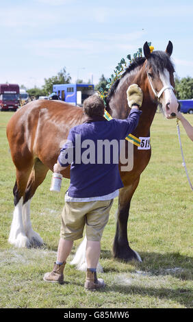 Old Croft Empress bei der Essex Heavy Horse Show im Orsett Showground, Essex. DRÜCKEN Sie VERBANDSFOTO. Bilddatum: Sonntag, 2. August 2015. Bildnachweis sollte lauten: Ian West/PA Wire Stockfoto