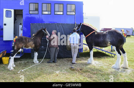 Shire-Pferde sind für die Beurteilung auf der Essex Heavy Horse Show im Orsett Showground in Essex vorbereitet. DRÜCKEN SIE VERBANDSFOTO. Bilddatum: Sonntag, 2. August 2015. Das Foto sollte lauten: Ian West/PA Wire Stockfoto