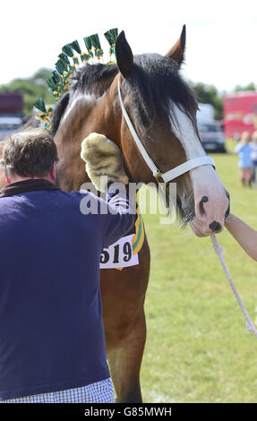 Old Croft Empress bei der Essex Heavy Horse Show im Orsett Showground, Essex. DRÜCKEN Sie VERBANDSFOTO. Bilddatum: Sonntag, 2. August 2015. Bildnachweis sollte lauten: Ian West/PA Wire Stockfoto