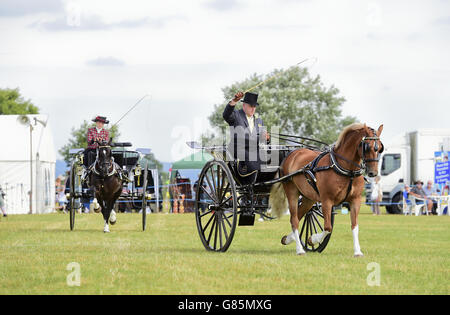 Die Essex Heavy Horse & Country Show im Orsett Showground, Essex. DRÜCKEN Sie VERBANDSFOTO. Bilddatum: Sonntag, 2. August 2015. Bildnachweis sollte lauten: Ian West/PA Wire Stockfoto