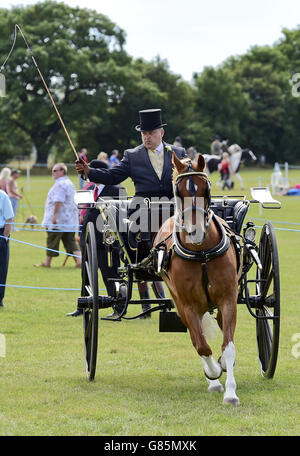 Die Essex Heavy Horse & Country Show im Orsett Showground, Essex. DRÜCKEN Sie VERBANDSFOTO. Bilddatum: Sonntag, 2. August 2015. Bildnachweis sollte lauten: Ian West/PA Wire Stockfoto