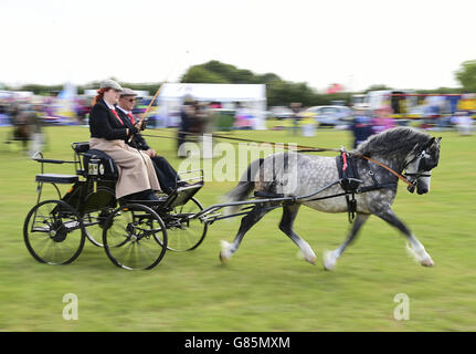 Die Essex Heavy Horse & Country Show im Orsett Showground, Essex. DRÜCKEN Sie VERBANDSFOTO. Bilddatum: Sonntag, 2. August 2015. Bildnachweis sollte lauten: Ian West/PA Wire Stockfoto