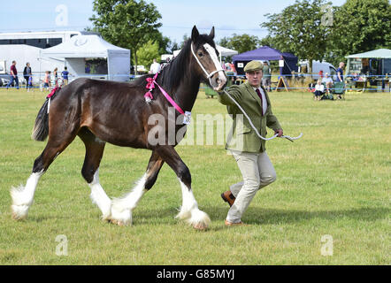 Walton Express auf der Essex Heavy Horse & Country Show im Orsett Showground, Essex. DRÜCKEN SIE VERBANDSFOTO. Bilddatum: Sonntag, 2. August 2015. Das Foto sollte lauten: Ian West/PA Wire Stockfoto