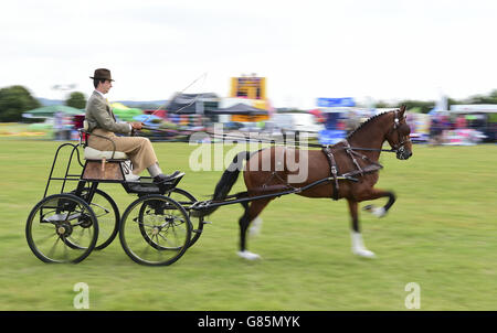 Die Essex Heavy Horse & Country Show im Orsett Showground, Essex. DRÜCKEN Sie VERBANDSFOTO. Bilddatum: Sonntag, 2. August 2015. Bildnachweis sollte lauten: Ian West/PA Wire Stockfoto