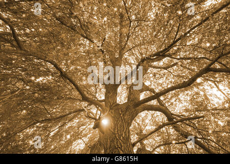 Hirschkopf hinter einer Weitwinkelaufnahme eines großen Baumes mit einem Sonnenstrahl, in Sepia-Farbton. Stockfoto