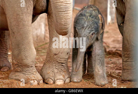 Elefantenbaby im Zoo von Chester Stockfoto