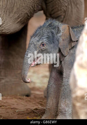 Ein seltenes asiatisches Elefantenkalb, das den Namen Nandita trägt, unternimmt ihre ersten Schritte im Chester Zoo. Stockfoto