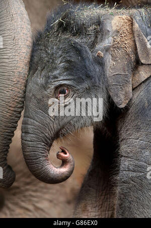 Elefantenbaby im Chester Zoo. Ein seltenes asiatisches Elefantenkalb, das den Namen Nandita trägt, unternimmt ihre ersten Schritte im Chester Zoo. Stockfoto