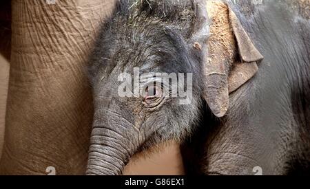 Ein asiatischer Elefantenbaby (der noch nicht genannt wurde) unternimmt ihre ersten Schritte im Chester Zoo. Stockfoto