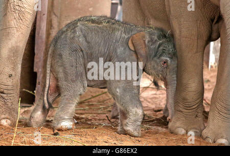 Ein seltenes asiatisches Elefantenkalb, das den Namen Nandita trägt, unternimmt ihre ersten Schritte im Chester Zoo. Stockfoto