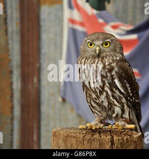 Braune und weiße kleine Kanincheneule mit leuchtend gelben Augen auf Log mit unscharfen australische Flagge im Hintergrund stehen. Stockfoto