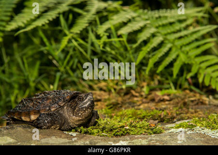 Eine Nahaufnahme von einem Baby Schnappschildkröte. Stockfoto