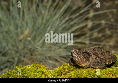 Eine Nahaufnahme von einem Baby Schnappschildkröte. Stockfoto