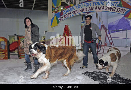 Mike und Alyson Paige mit ihren Bernhardinerhunden Yogi und Sophia bei einem Besuch im Chill Factore in Manchester. Stockfoto