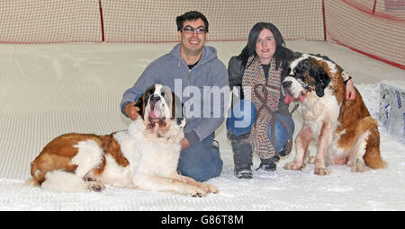 Mike und Alyson Paige mit ihren Bernhardinerhunden Yogi und Sophia bei einem Besuch im Chill Factore in Manchester. Stockfoto