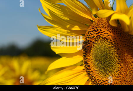 Sonnenblumen am Weinstock Haus Bauernhof Stockfoto