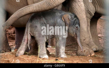 Elefantenbaby im Chester Zoo. Ein seltenes asiatisches Elefantenkalb, das den Namen Nandita trägt, unternimmt ihre ersten Schritte im Chester Zoo. Stockfoto