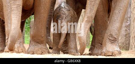 Baby Elefant im Chester Zoo. S Hallo Familie von Elefanten. Stockfoto