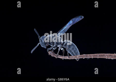 Nahaufnahme der Schwarze Biene über Zweig Jember, Indonesien Stockfoto