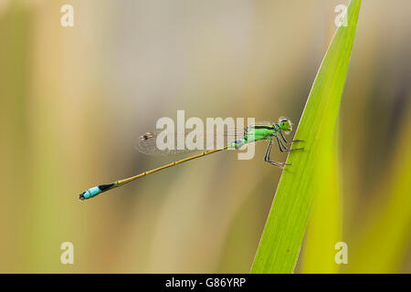 Damselfly an einer Pflanze, Jember, Indonesien Stockfoto