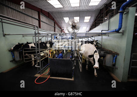 Kühe werden auf der Home Farm bei Sevenoaks gemolken. Stockfoto