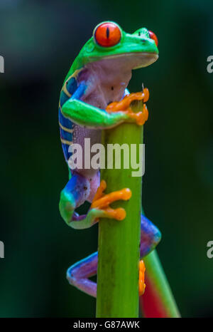 Rotäugigen Baumfrosch im Regenwald von Costa Rica Stockfoto