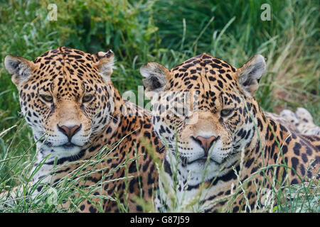 Der Jaguar ist eine große Katze, eine Katze in die Gattung Panthera und ist die einzige erhaltenen Panthera-Arten in Amerika heimisch. Stockfoto