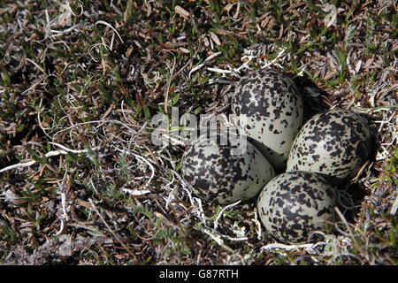 Amerikanischen Goldregenpfeifer (Pluvialis Dominica) Nest mit 4 Eiern Stockfoto