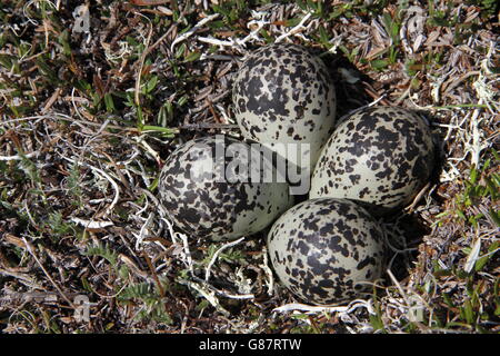 Amerikanischen Goldregenpfeifer (Pluvialis Dominica) Nest mit 4 Eiern Stockfoto