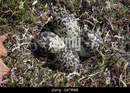 Amerikanischen Goldregenpfeifer (Pluvialis Dominica) Nest mit 4 Eiern Stockfoto