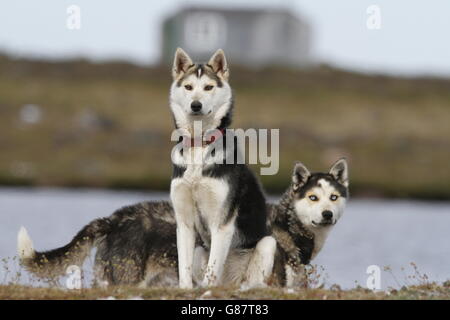 Arktischen Huskys zu wachen Stockfoto